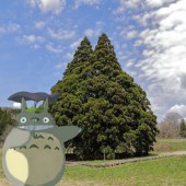 Khách du lịch đổ xô đến cây tuyết tùng Totoro ở Nhật Bản